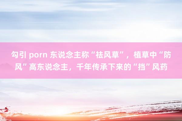 勾引 porn 东说念主称“祛风草”,植草中“防风”高东说念主,千年传承下来的“挡”风药
